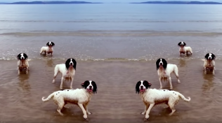dogs